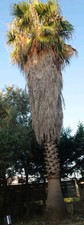 Palma washingtonia robusta - robusta, di
