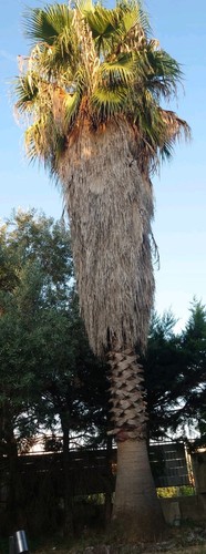 Palma washingtonia robusta - palma,