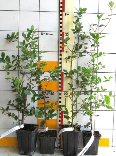 Quercus suber vera - suber, ---