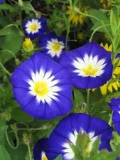 Sale1763 Morning Glory