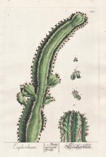 Euphorbia Spurge Botanica