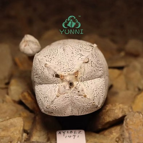 Astrophytum myriostigma - cm,