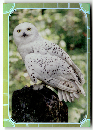 Panini harry potter - harry,
