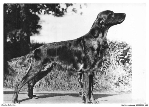 Bdip4 0307 animaux cani - bdip4-0307-animaux,