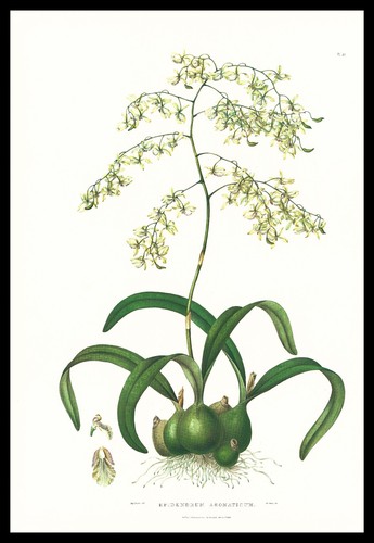 1973 stampa orchidea bateman - stampa,