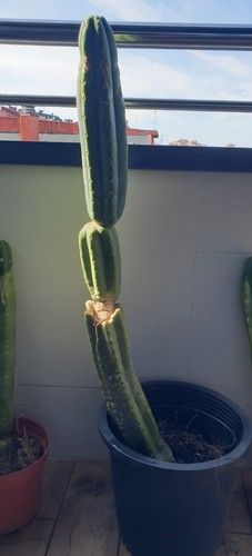 Pachanoi san pedro 85cms - pachanoi,,