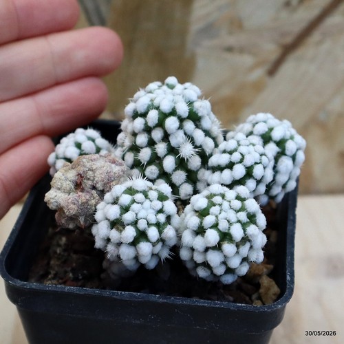 Mammillaria gracilis oruga - mammillaria,