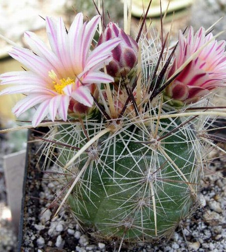 Thelocactus lausseri semi - lausseri,semi, 10