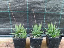 3 Piante Grasse Haworthia Fasciata V Concolor