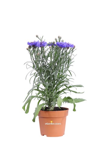 Pianta vera fiordaliso - vera,