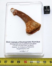 1 Dente Rostrale Fossile Di