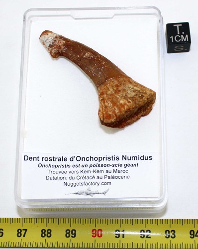 Dente rostrale fossile di - 1,