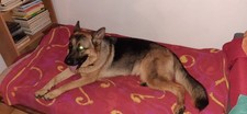 cane pastore tedesco femmina