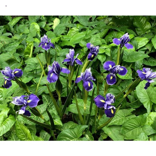 4pz fiore iris artificiale - fiore, di