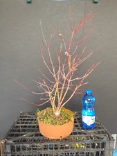 Pre Bonsai Ceppaia Acero