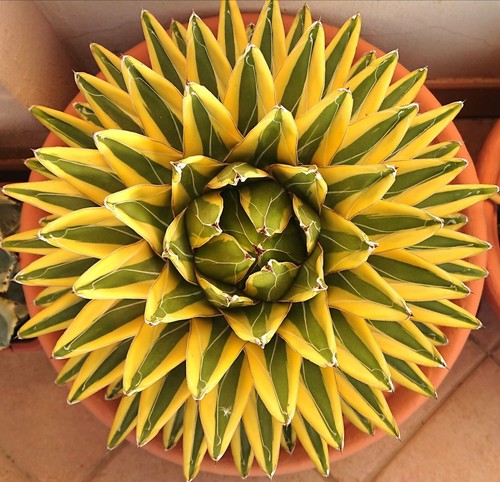 Agave victoriae reginae - agave,