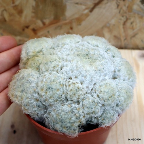 Mammillaria plumosa vaso cm - plumosa,