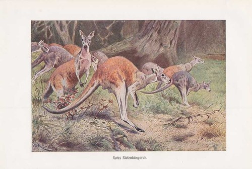 Rossi riesenkänguru macropus - riesenkänguru,