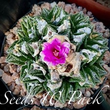 (10) Pack SEEDS Ariocarpus
