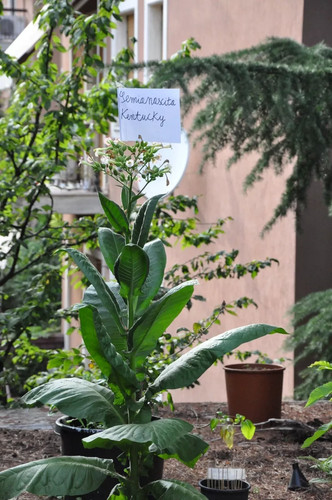 Diecimila semi - diecimila,
