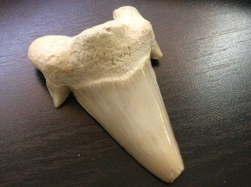Dente mascella squalo - a,