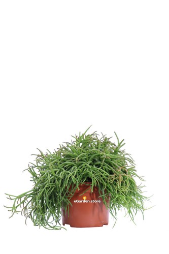 Pianta rhipsalis varietà - di,