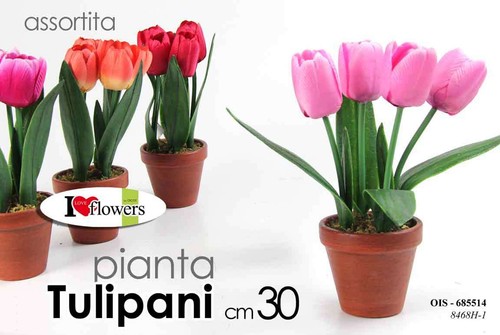 Pianta tulipani piantina - tulipani, 30