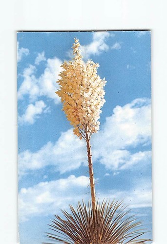 Yucca fiore 51363 - yucca, h-51363