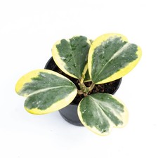 Pianta rara variegata Hoya