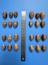 Set di 24 pezzi | Cypraea Helvola |20 - 25 mm| F+++ GIOCO PERFETTO| Modello splendido super bello