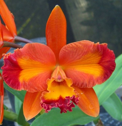Pianta di orchidea - lc.,