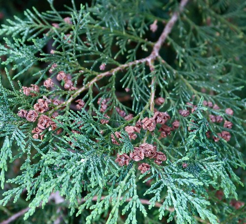 Platycladus orientalis - ,