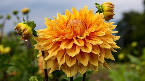 2096xt dahlia yellow - dahlia,