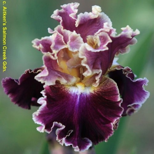 Iris montmartre keith - tb, (keith
