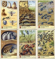 Figurine Lavazza serie n°79