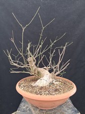 Bonsai  Berretta del Prete