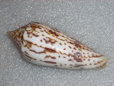 Conus australis unique - australis,