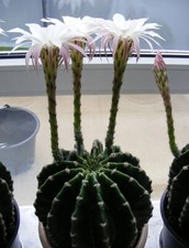 Echinopsis oxygona Estrella de