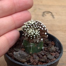 Mammillaria luethyi innestata