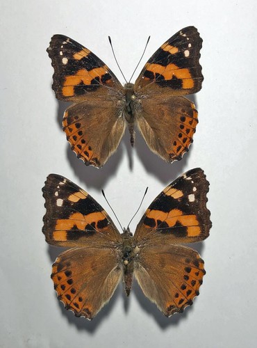 Nymphalidae vanessa dilecta - vanessa,