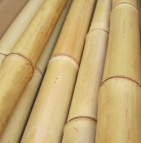 Canne bambu - canne,