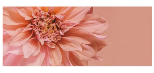 Quadro rosa stampa artistica