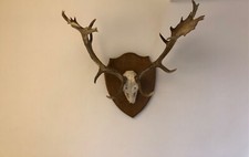 palco di daino con scudo in