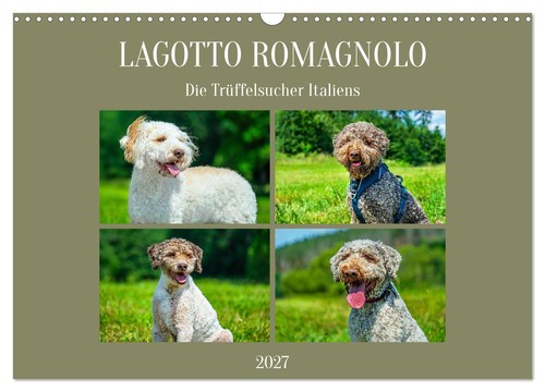Lagotto romagnolo die - lagotto,