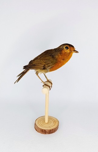 Taxidermy cabinet de - taxidermy,,