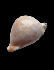SHELL CYPRAEA UMBILIA