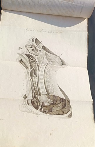 Velpeau atlante anatomia - atlante, di