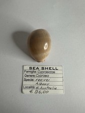 CYPRAEA REEVEI 38mm, Albany