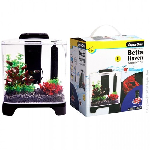Betta fish tank - betta, one