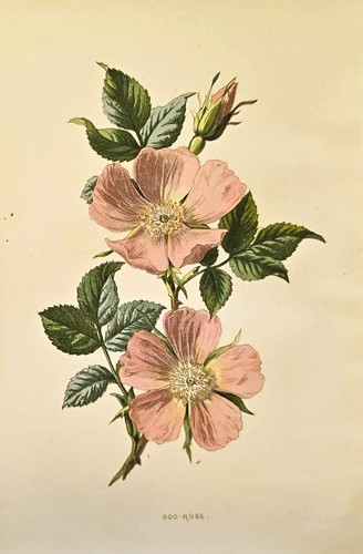 1890 rosa canina - 1890, antica